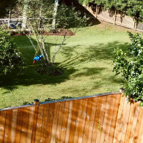 A green backyard with a small tree, a blue child’s swing and a wood board fence along the lawn