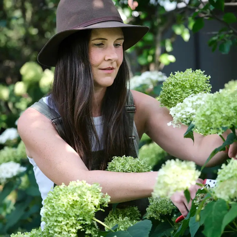 Email header photo: a woman in a brown hat reaching into a white hydrangea bush in a garden