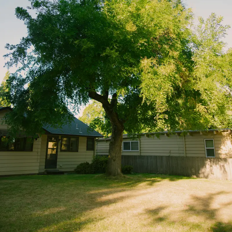 Email header photo: a large, healthy tree with a full green crown shading the lawn of a single-story house