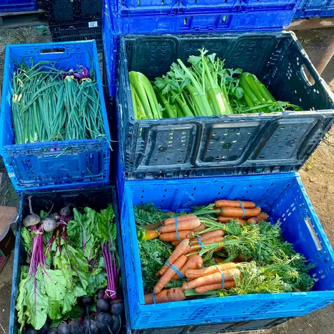 Crates of fresh carrots, greens and vegetables ready for a food pantry distribution
