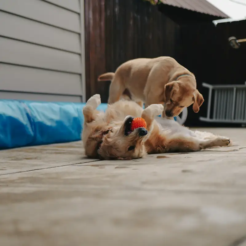 Email header photo: golden retriever rolling on its back with an orange ball in its mouth while a yellow lab puppy leans in to play