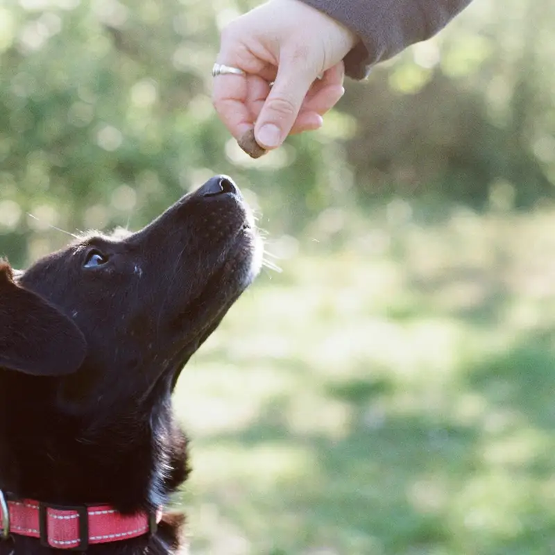 Email header photo: black dog with a pink collar sitting still and looking up at a treat held in a hand above its nose