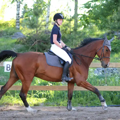 Rider in a helmet trotting a bay horse along the wooden rail of an outdoor sand arena, trees and green grass behind