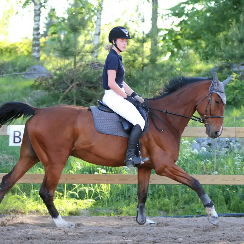 Email header photo: rider in a helmet trotting a bay horse along the wooden rail of an outdoor sand arena, trees and green grass behind