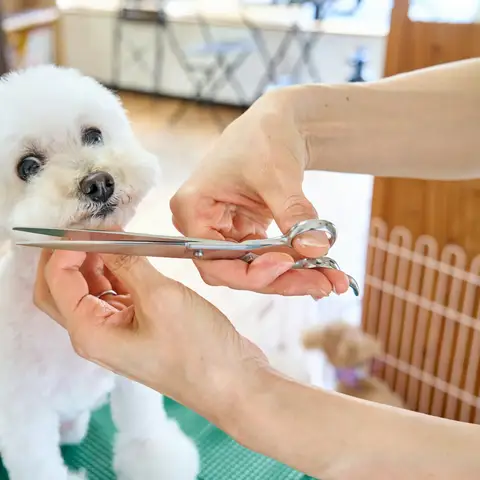 Groomer trimming the face of a small white dog with scissors on a grooming table