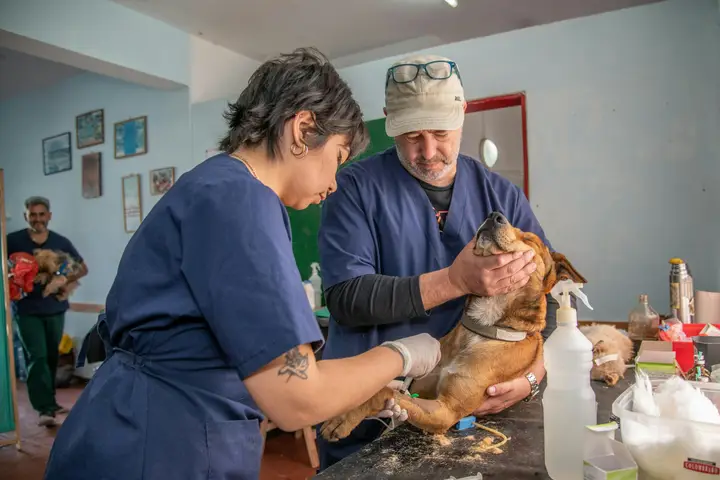 Two veterinarians in scrubs caring for a dog in an exam room