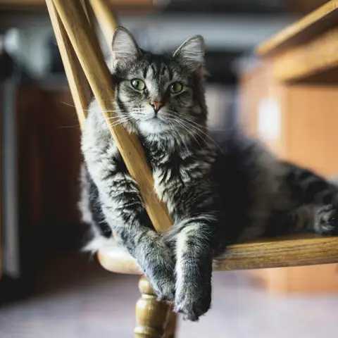 Gray tabby cat stretched out on the seat of a wooden kitchen chair at home, watching the camera