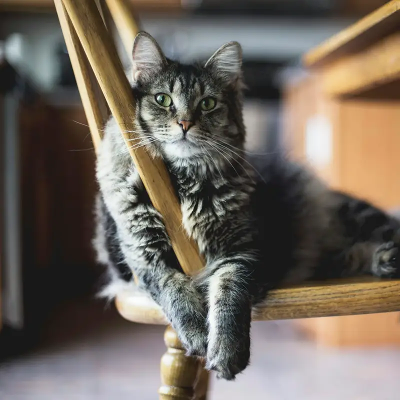 Email header photo: gray tabby cat stretched out on the seat of a wooden kitchen chair at home, watching the camera