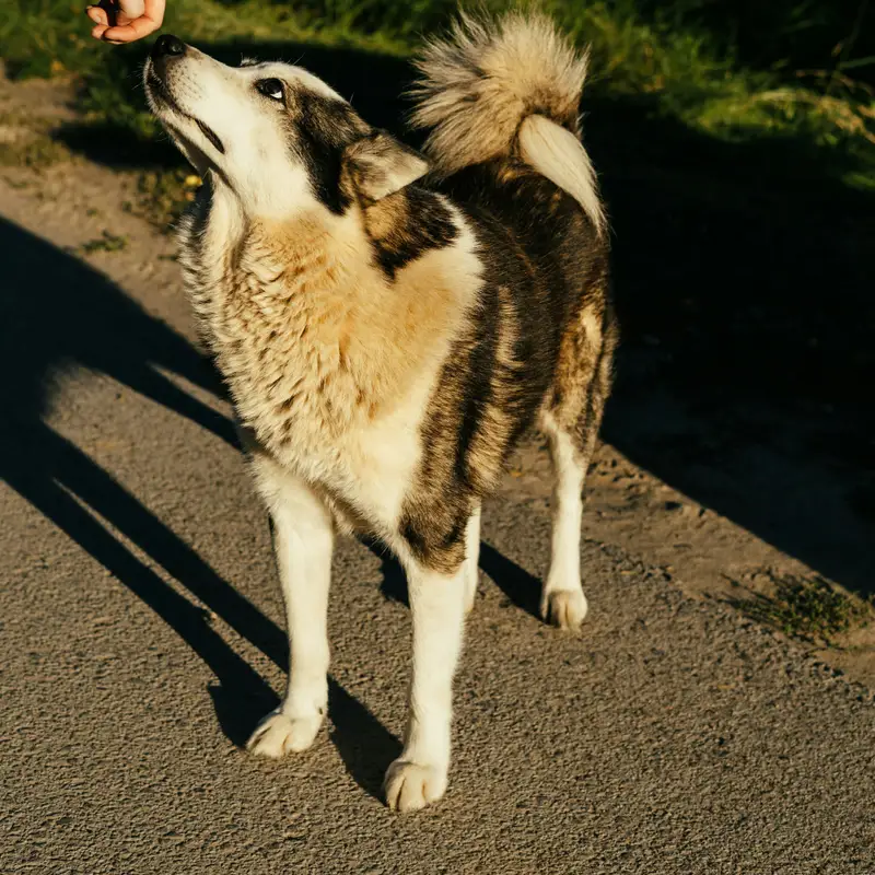 Email header photo: husky reaching up to take a treat from an owner’s hand on a sunny sidewalk