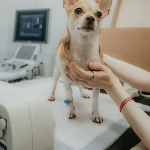 Small chihuahua standing on an exam table, steadied by a gentle hand at a checkup