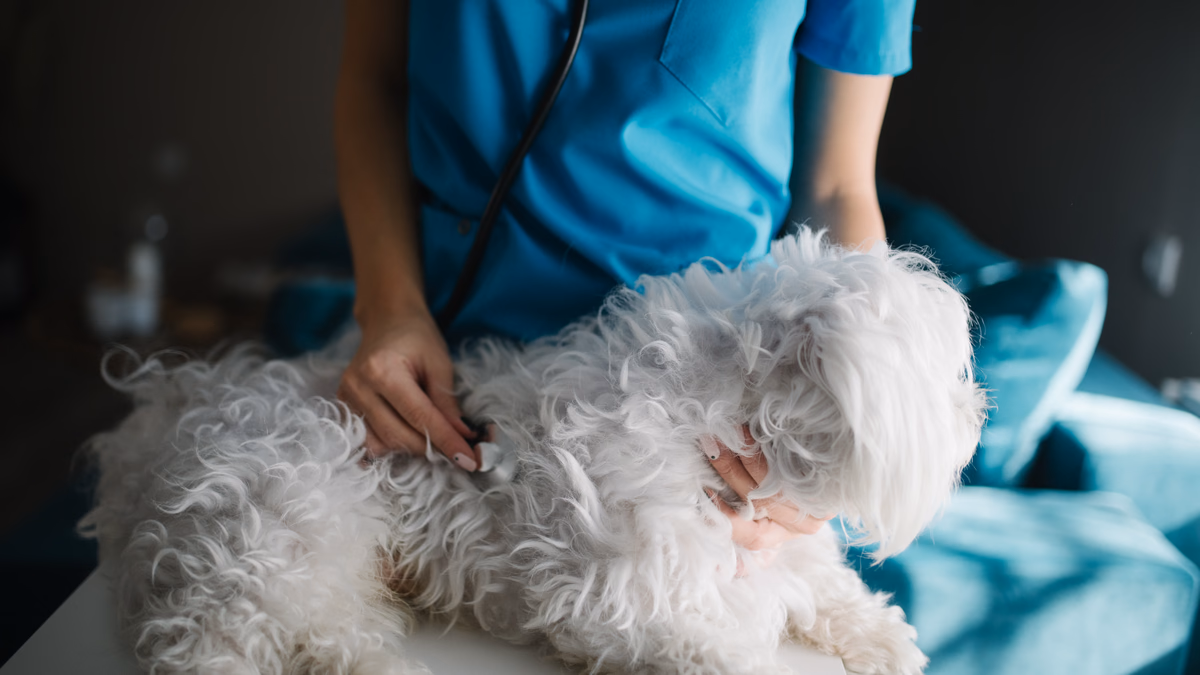 Veterinarian using a stethoscope to examine a canine patient during a clinical health check