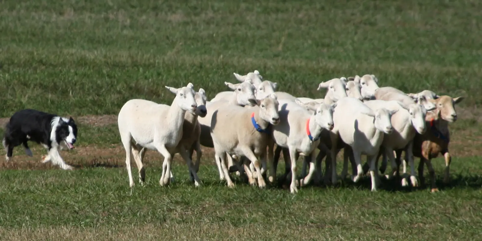 A border collie working a flock of sheep at the sheepdog trials on the pastures of Rural Hill Farm in Huntersville