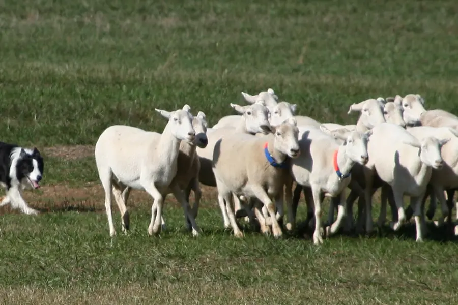 A border collie working a flock of sheep at the sheepdog trials on the pastures of Rural Hill Farm in Huntersville