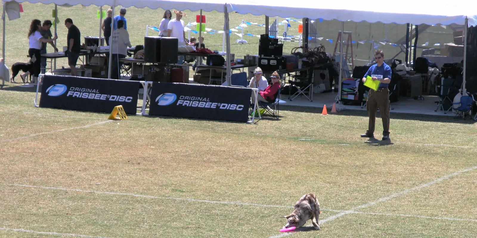 Canine agility and frisbee catching demonstration before a park festival crowd