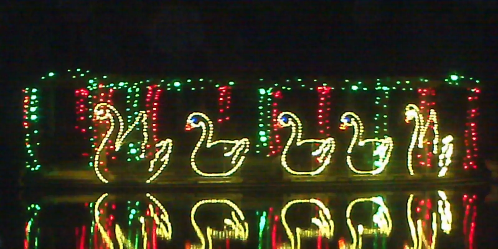 Brilliantly illuminated botanical garden light display during winter holiday festivities near Belmont