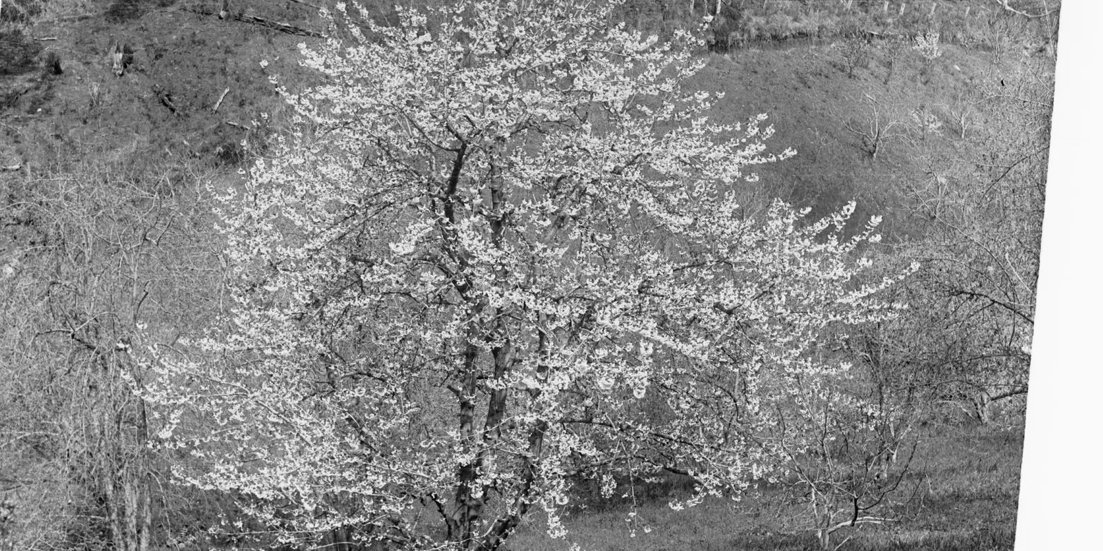 Springtime blossoms and community celebration at the annual Cherry Blossom Festival in downtown Cherryville