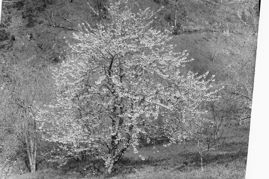 Cherry tree in vibrant springtime bloom in Cherryville, North Carolina, symbolizing the city's civic heritage and namesake botanical identity