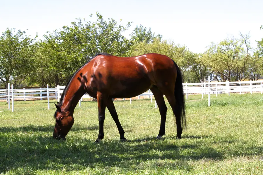 Equestrian horse grazing peacefully in a lush fenced green pasture in rural Union County