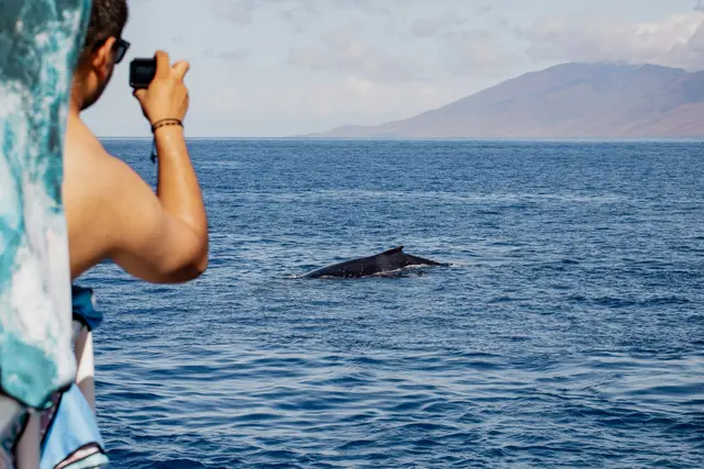 Passengers on a tour boat photographing a humpback whale surfacing in blue ocean