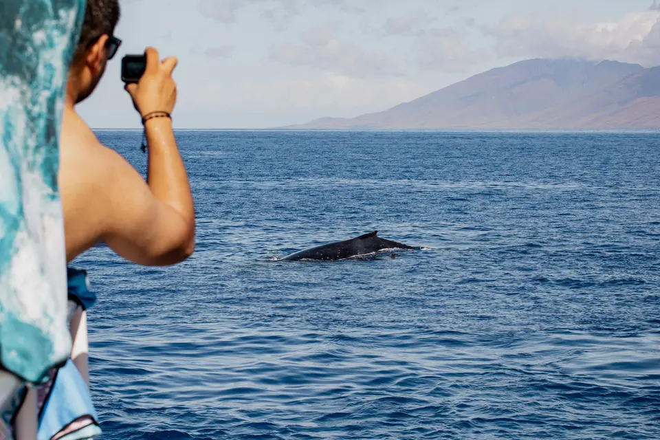 Passengers on a tour boat photographing a humpback whale surfacing in blue ocean