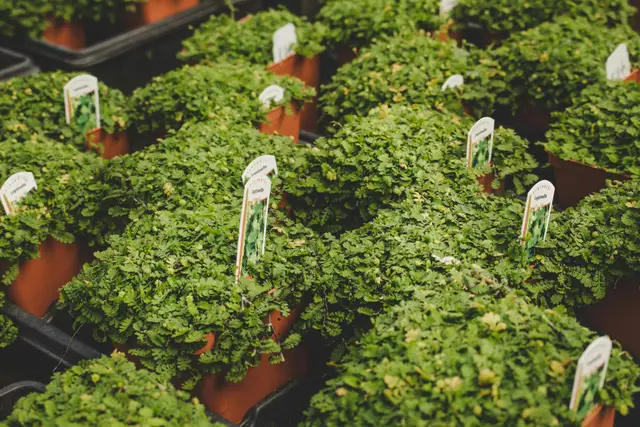 Rows of potted green plants with plant tags for sale at a garden nursery