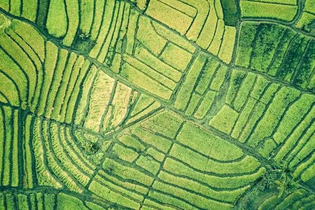 Aerial view of green farm fields divided into curving plots