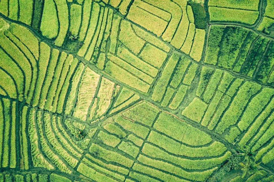 Aerial view of green farm fields divided into curving plots