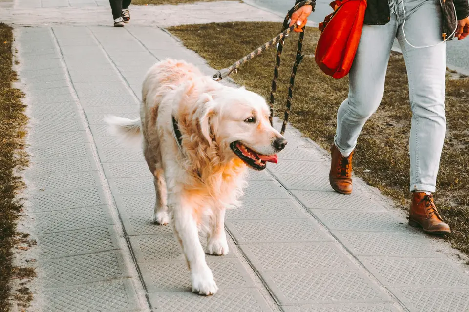 Golden retriever walking on a leash along a paved path beside its owner