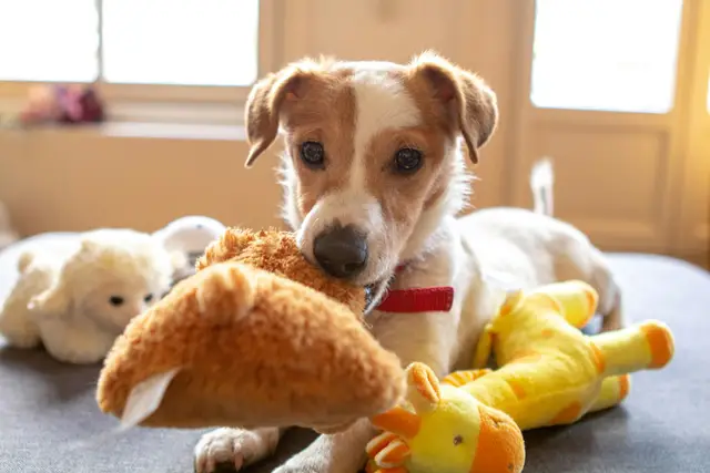 Jack Russell puppy playing with new plush toys in a sunlit room