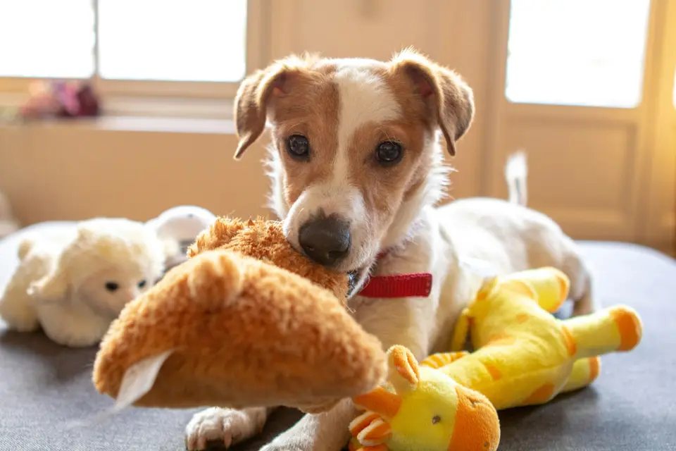 Jack Russell puppy playing with new plush toys in a sunlit room