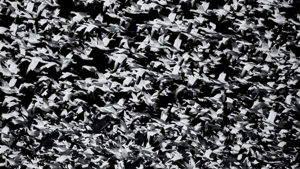 Migrate Hosting Services